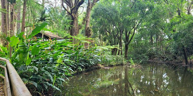 Sophie nature park a peaceful nature walk in the heart of mauritius  (5)